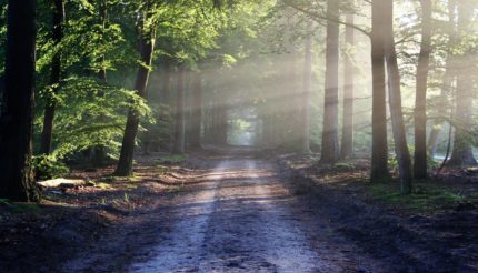 Woodland path